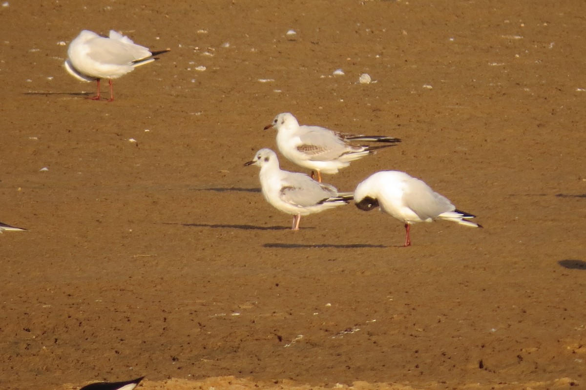 Bonaparte's Gull - Tiago Guerreiro