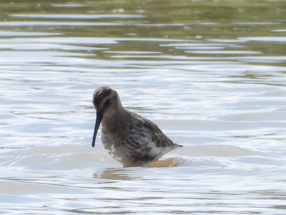 Dunlin - ML260885011