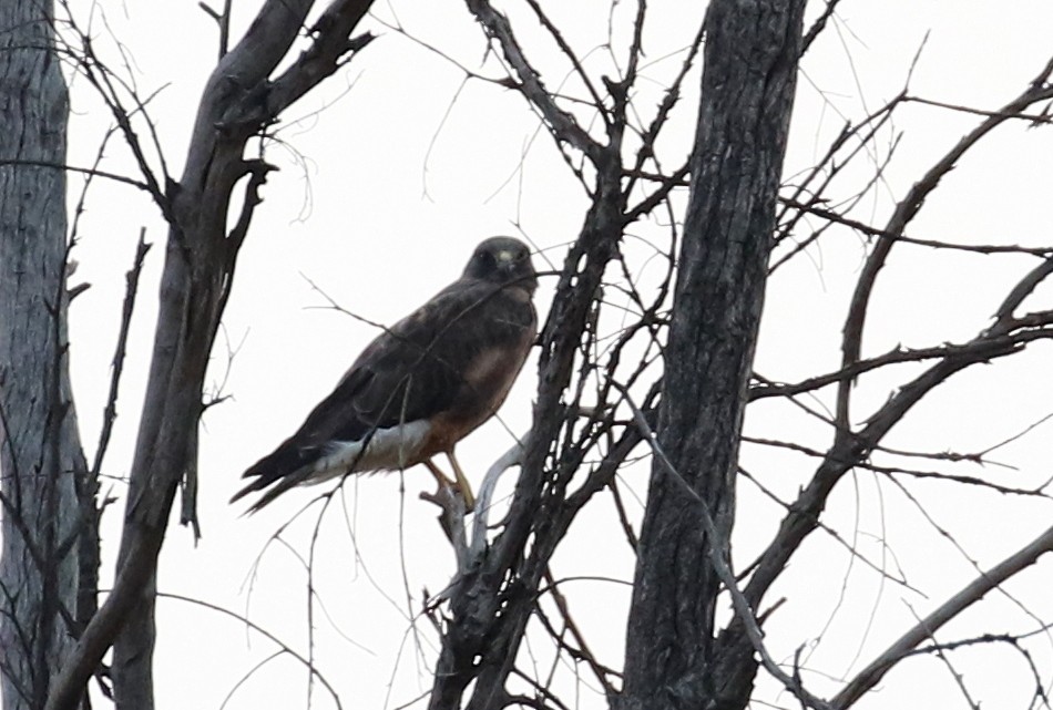 Swainson's Hawk - ML260885421