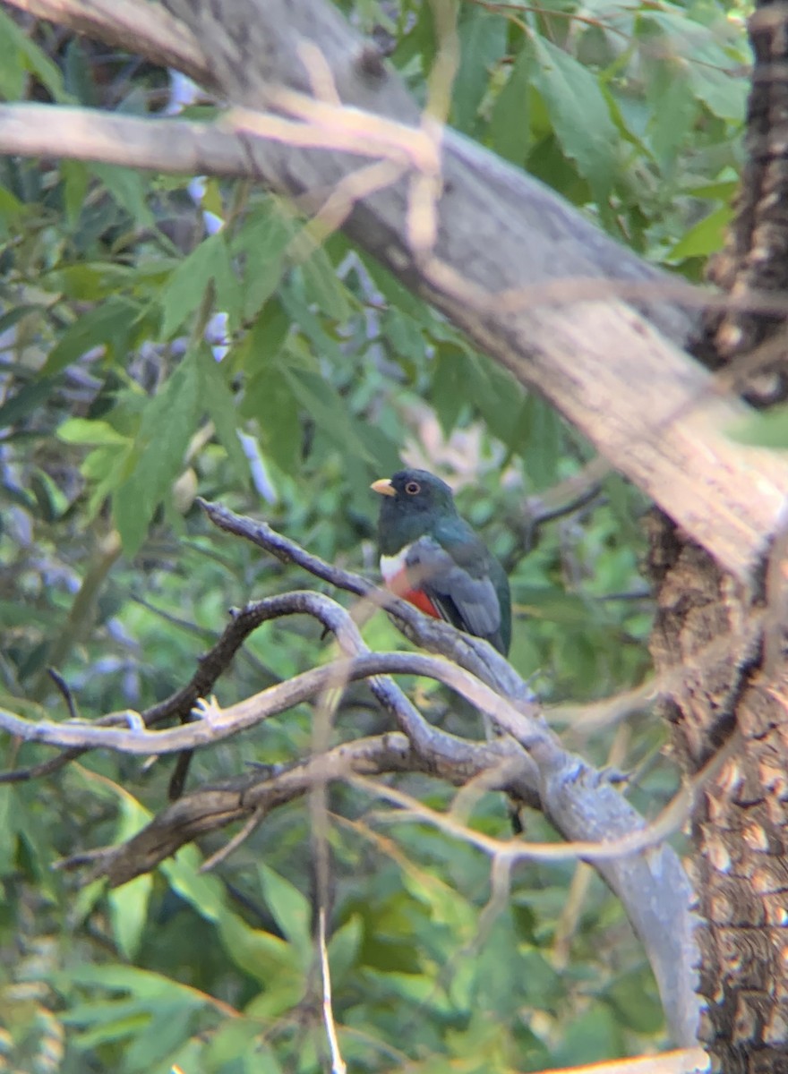 Elegant Trogon - ML260888481