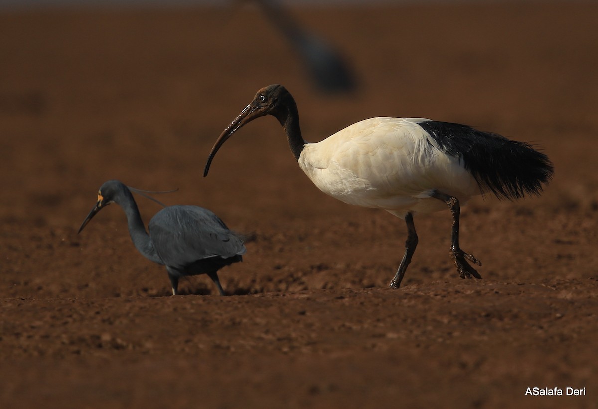 ibis bledooký - ML260891601