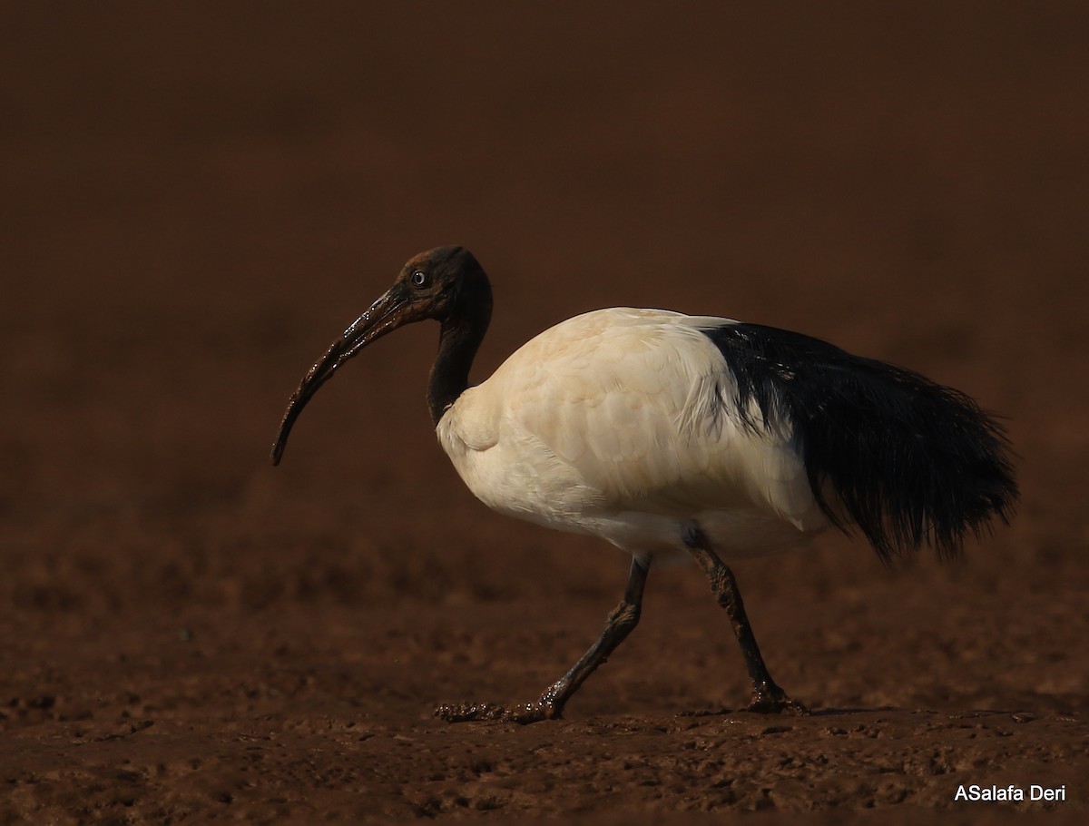 ibis bledooký - ML260891991