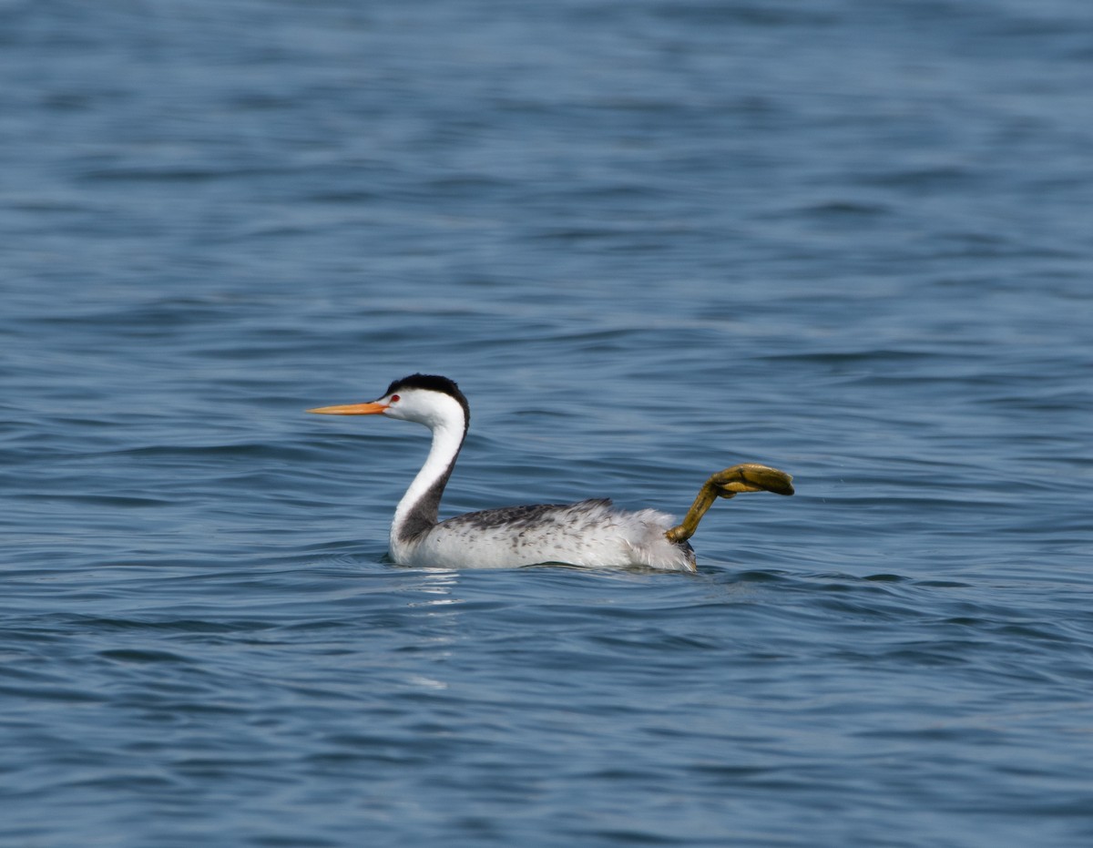 Clark's Grebe - Mary McSparen