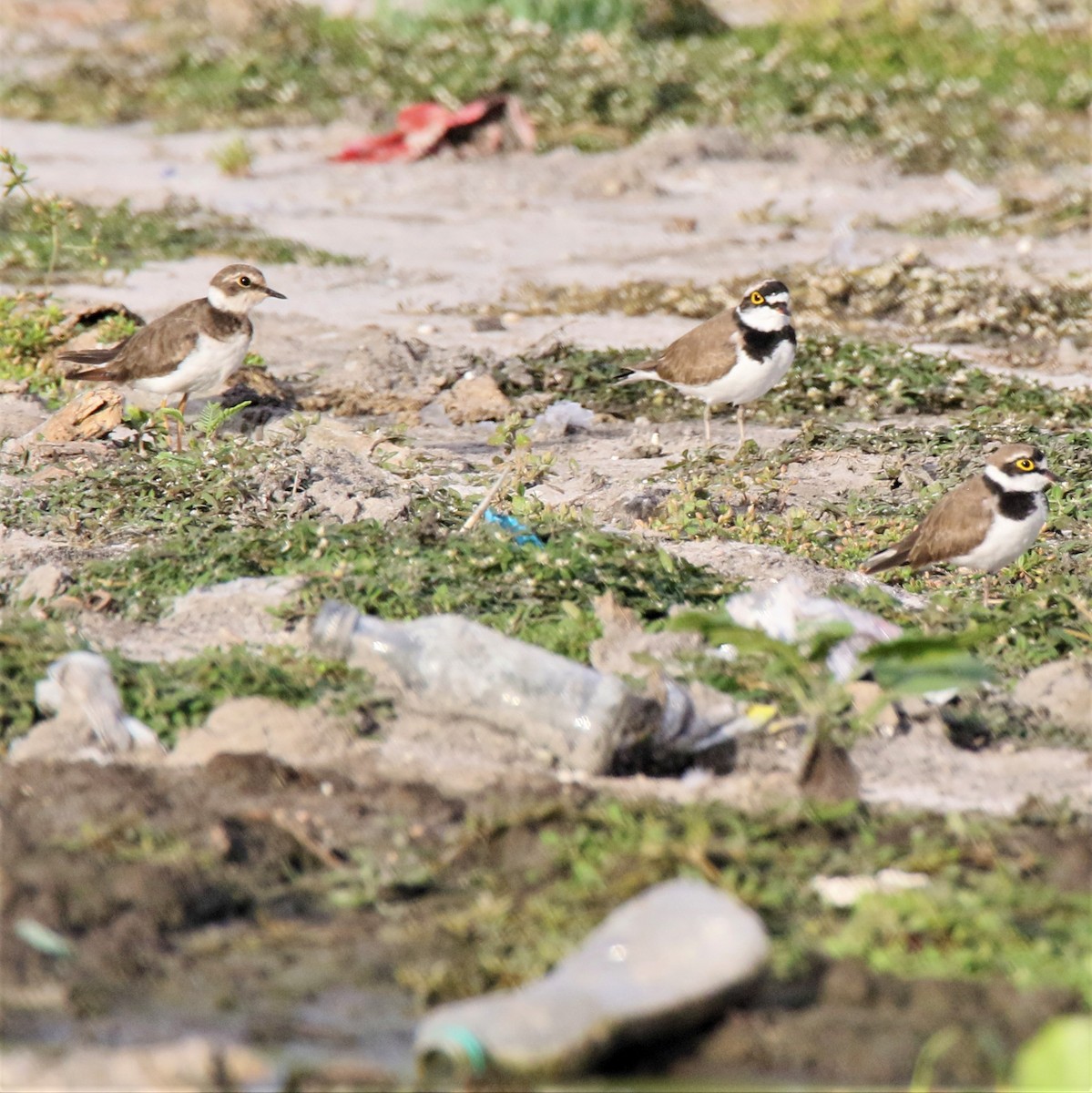 Little Ringed Plover - ML260893311