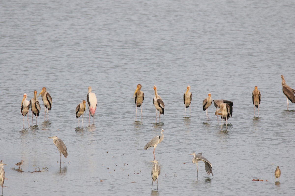 Painted Stork - ML260893331