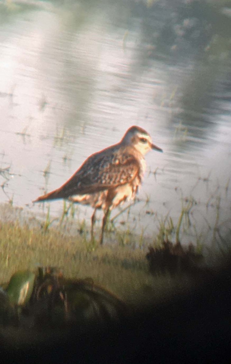 American Golden-Plover - ML260894711