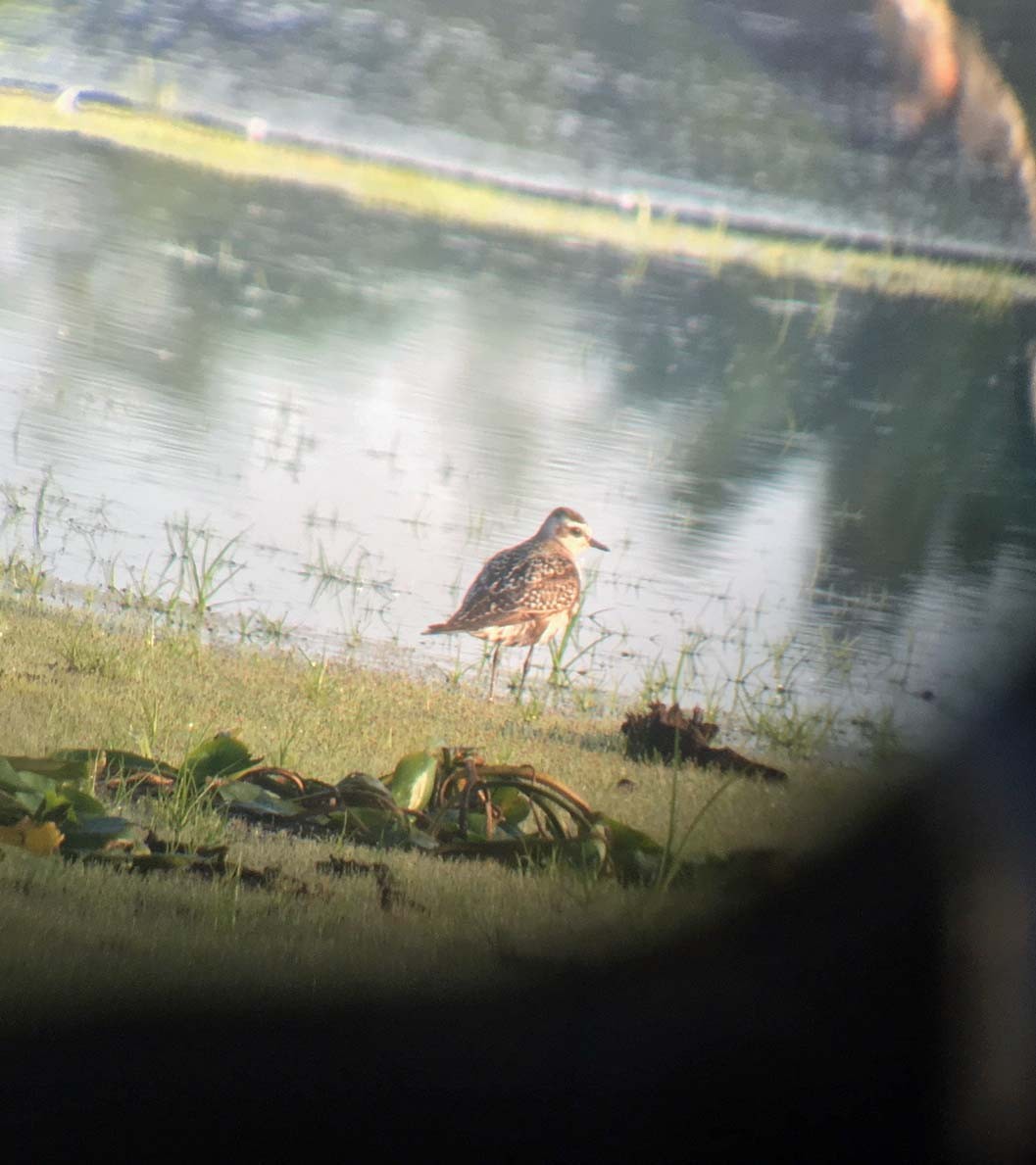 American Golden-Plover - ML260894721