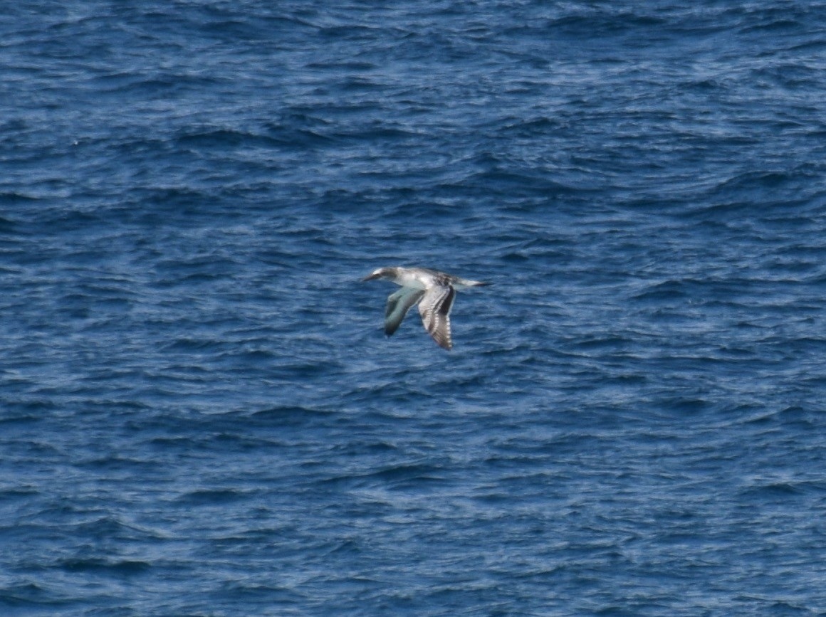 Australasian Gannet - ML26089531