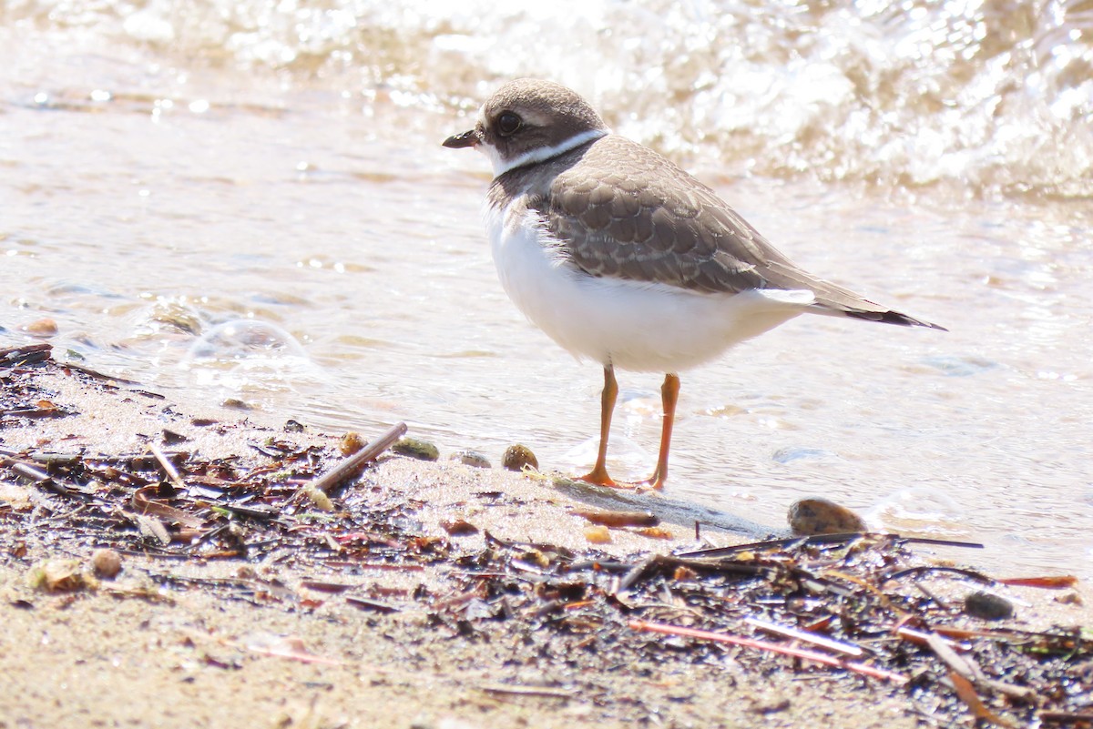 Semipalmated Plover - ML260896071