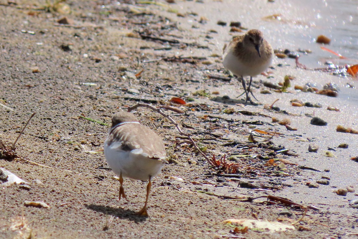 Semipalmated Plover - Maryse Lessard
