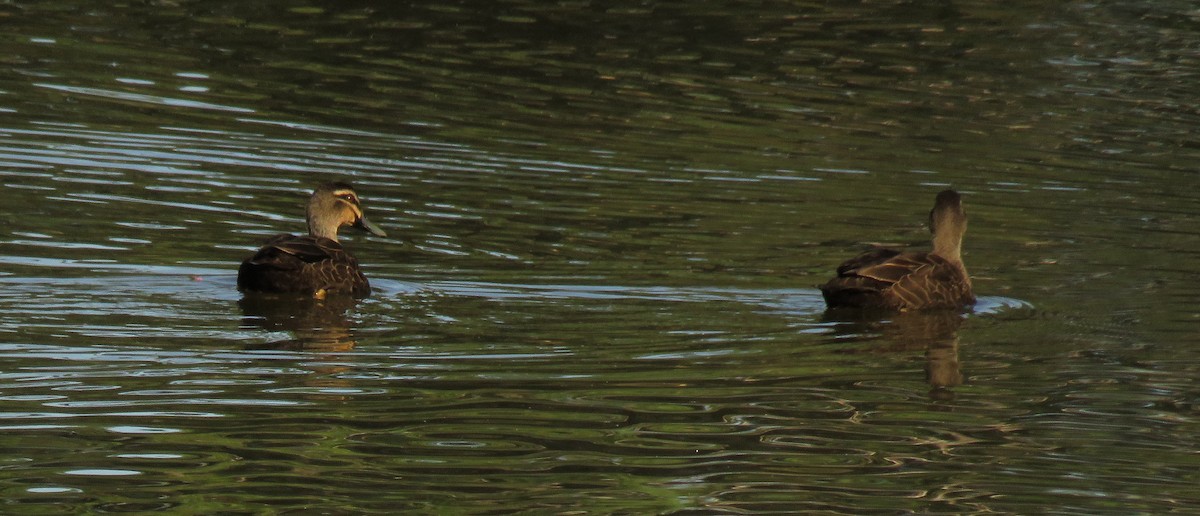 Pacific Black Duck - ML26089861