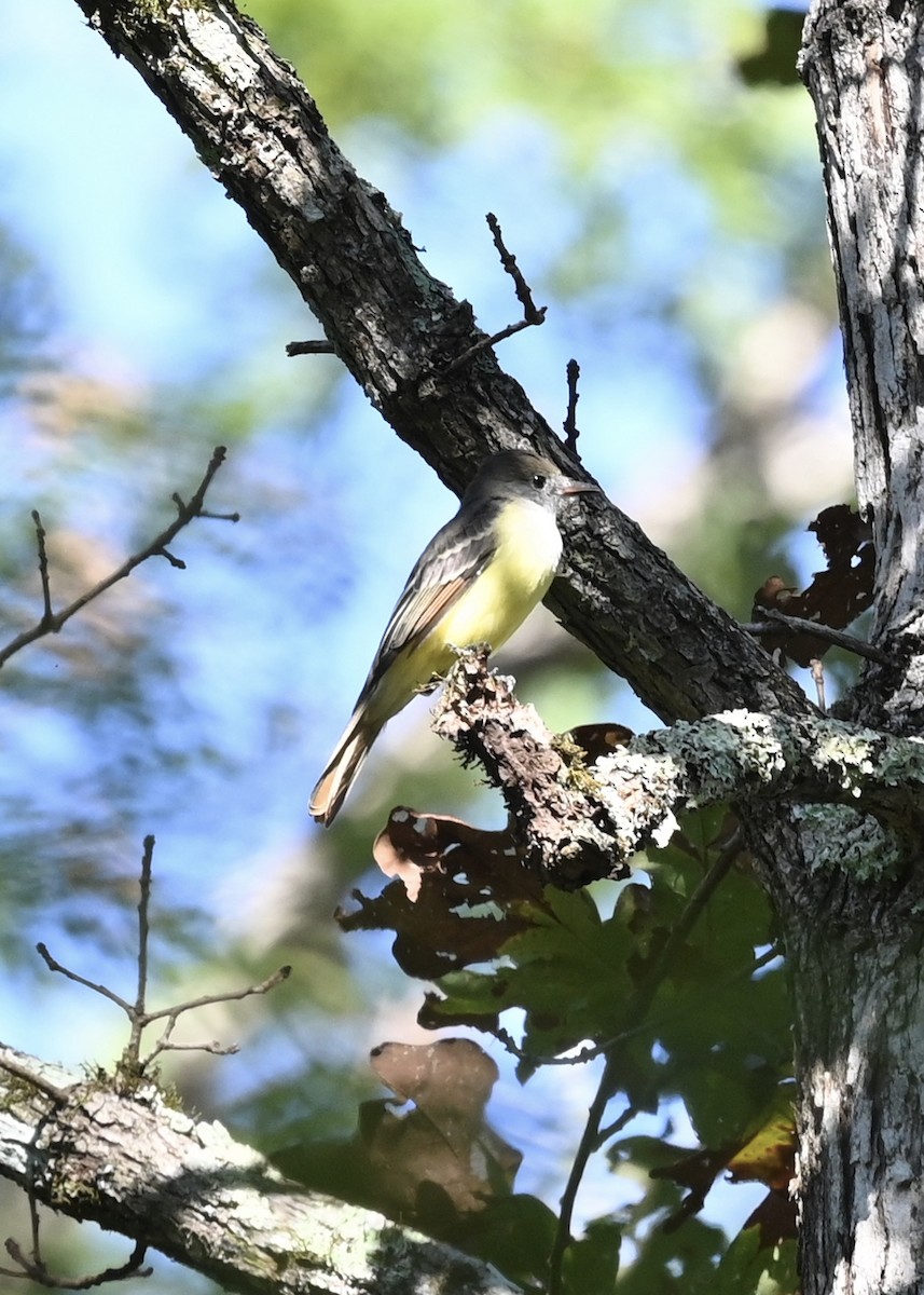 Great Crested Flycatcher - ML260898771