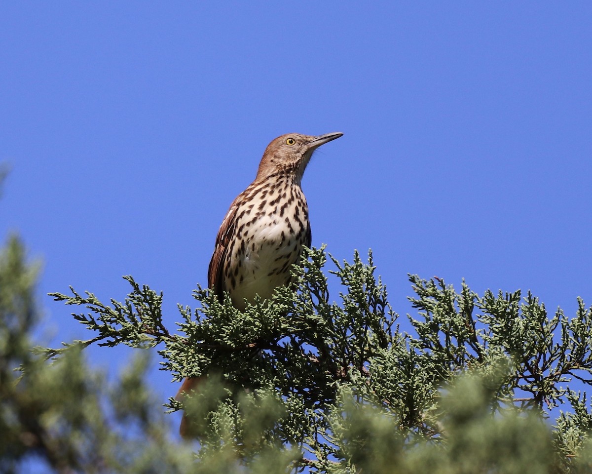 Brown Thrasher - ML260898891