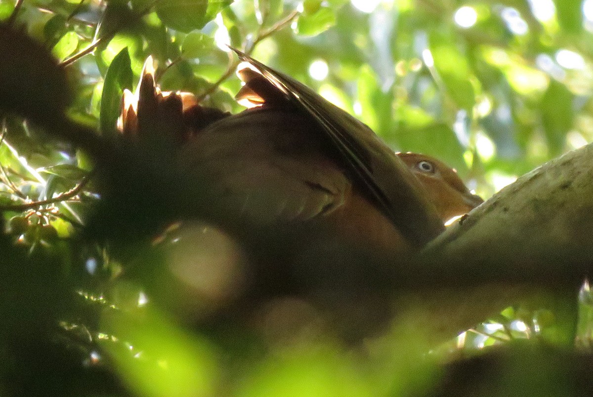 Brown Cuckoo-Dove - ML26089901