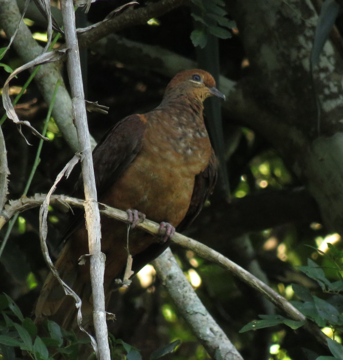 Brown Cuckoo-Dove - ML26089911