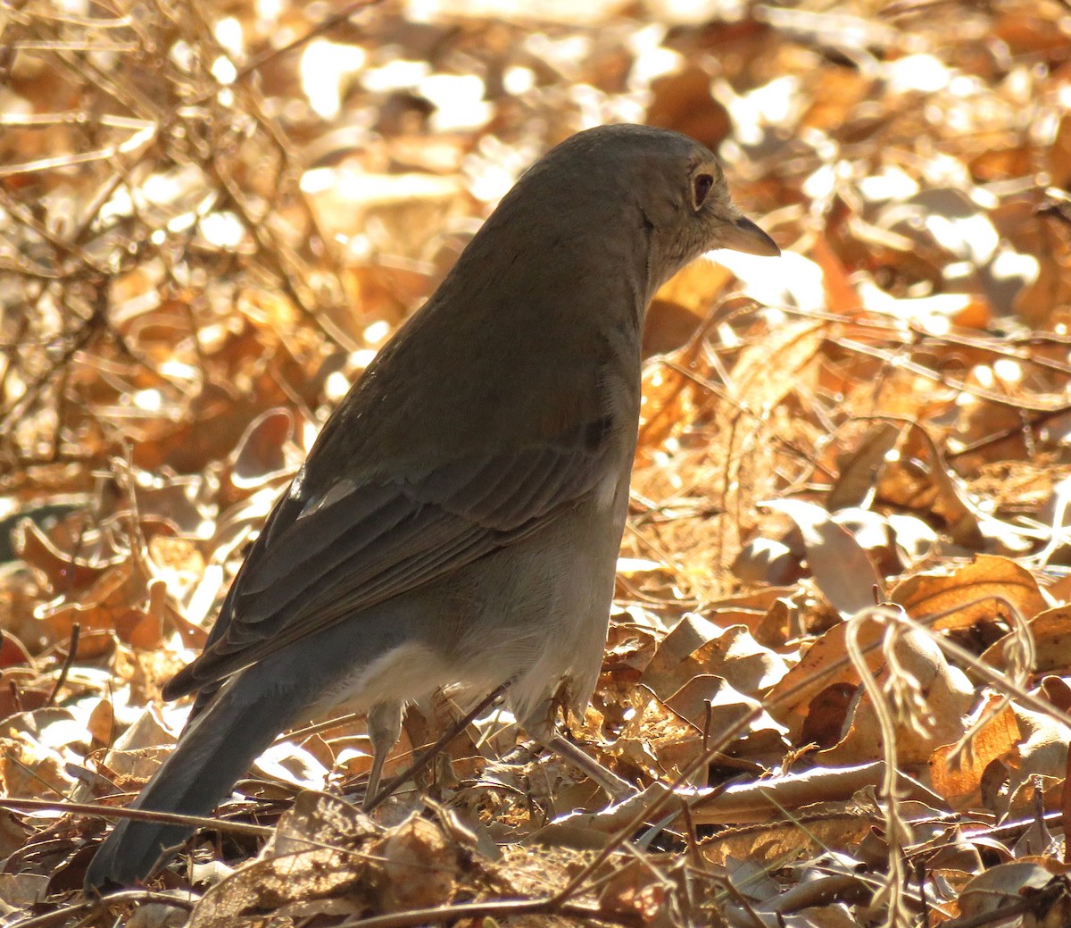 Gray Shrikethrush - ML26089951