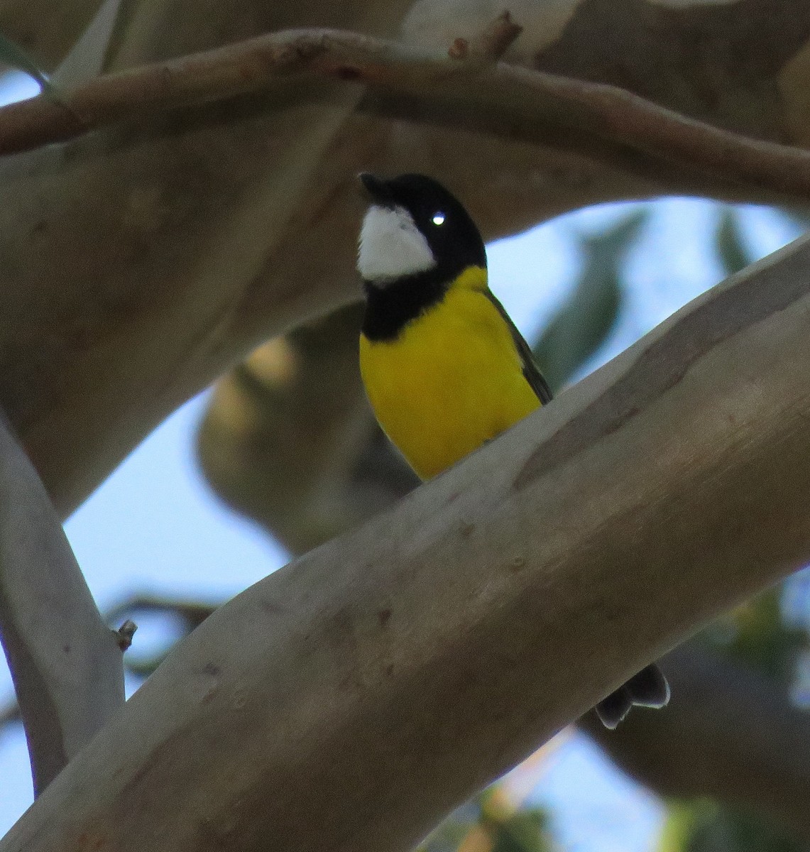 Golden Whistler (Eastern) - ML26089961