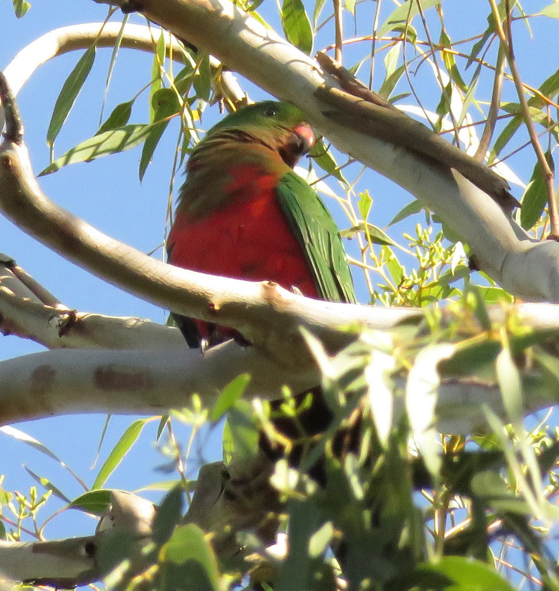 Australian King-Parrot - ML26089971