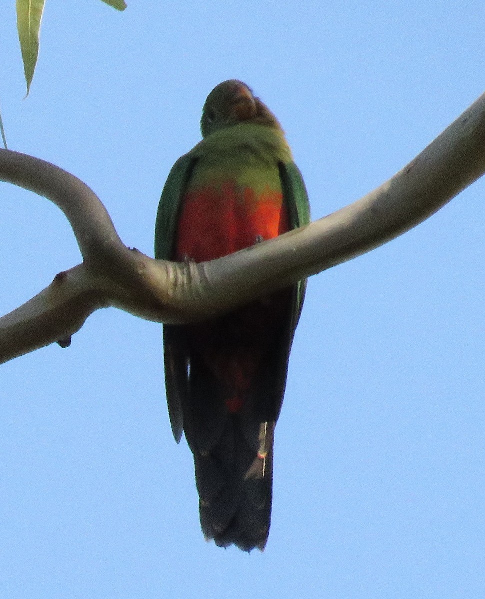Australian King-Parrot - ML26089981