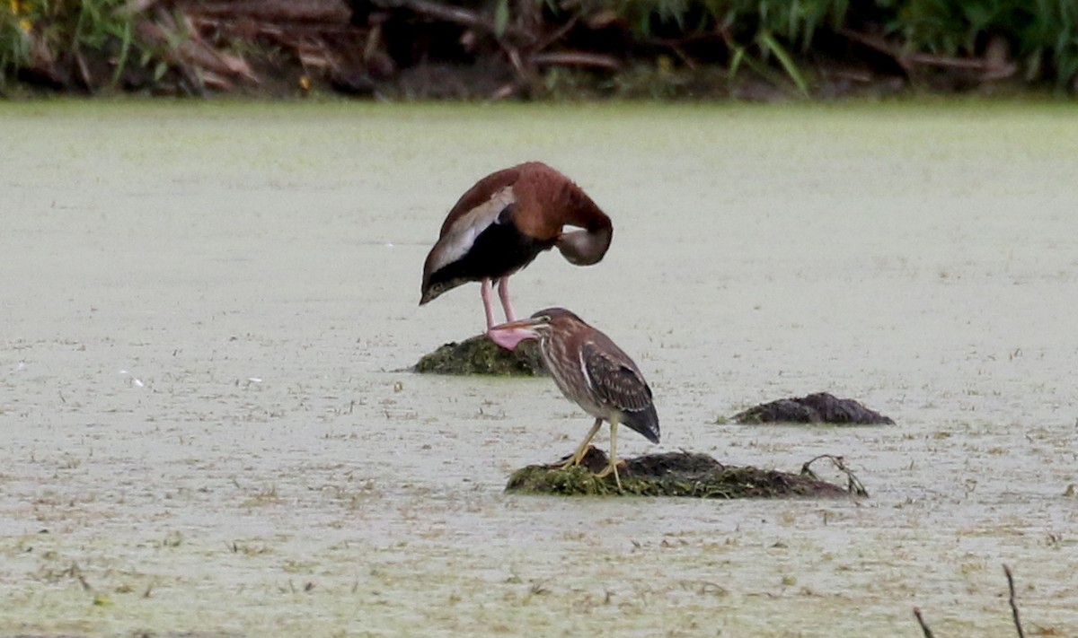 Green Heron - ML260900711