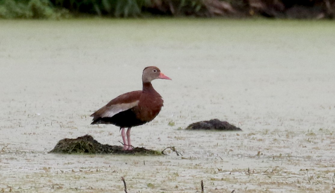 rødnebbplystreand (fulgens) - ML260900821