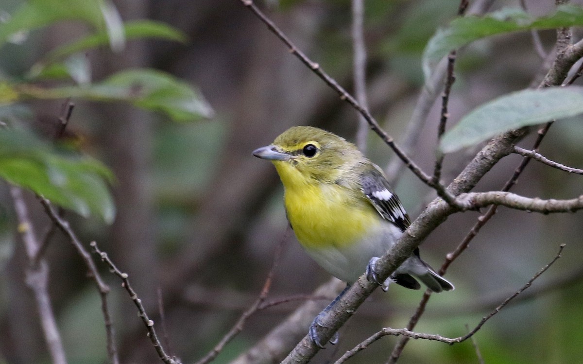 Yellow-throated Vireo - ML260901551