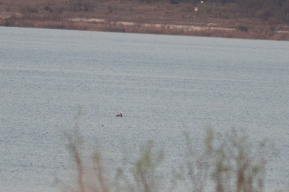 Brown Pelican - ML26090241