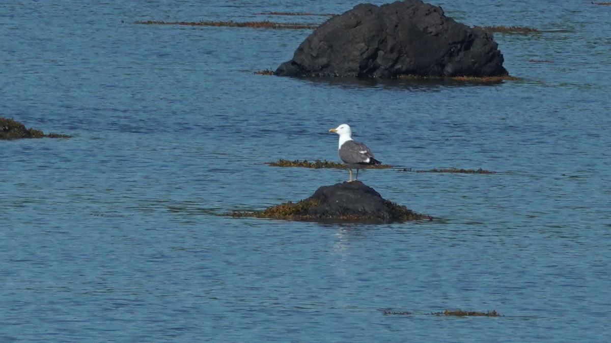 Lesser Black-backed Gull - ML260904201