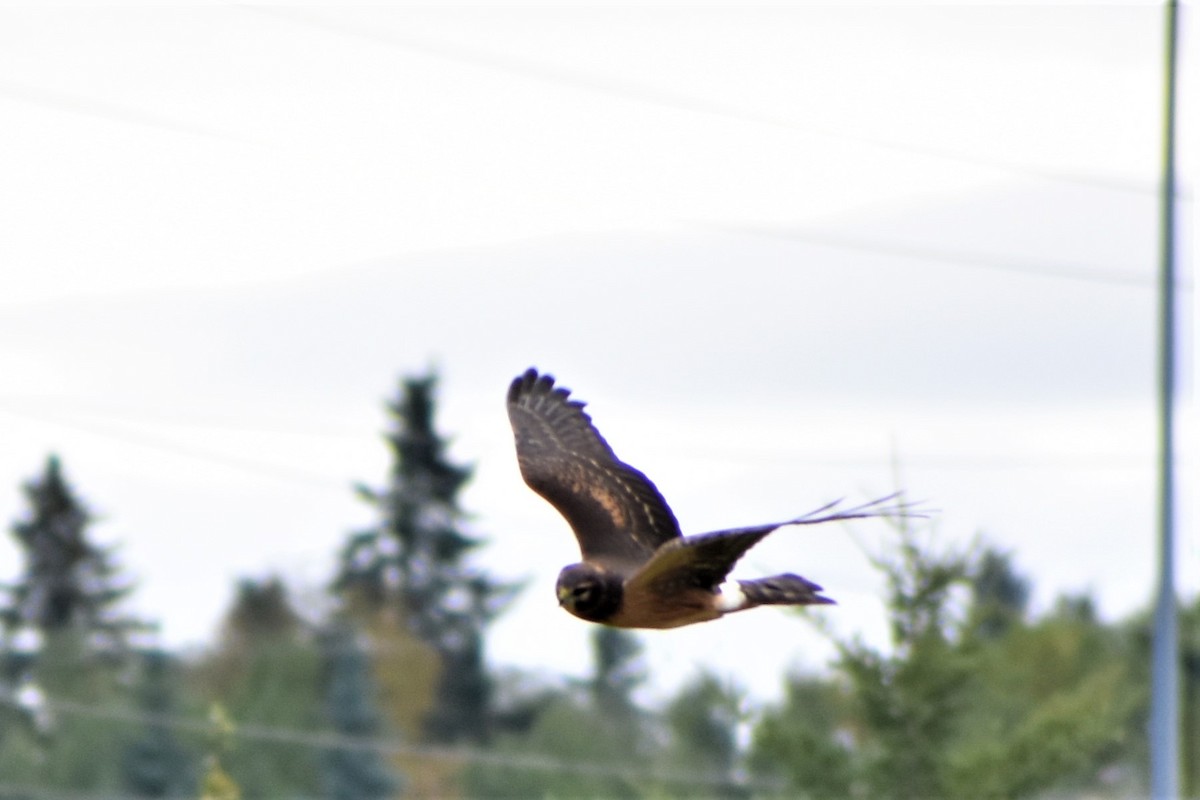 Northern Harrier - Gaylene Lazar