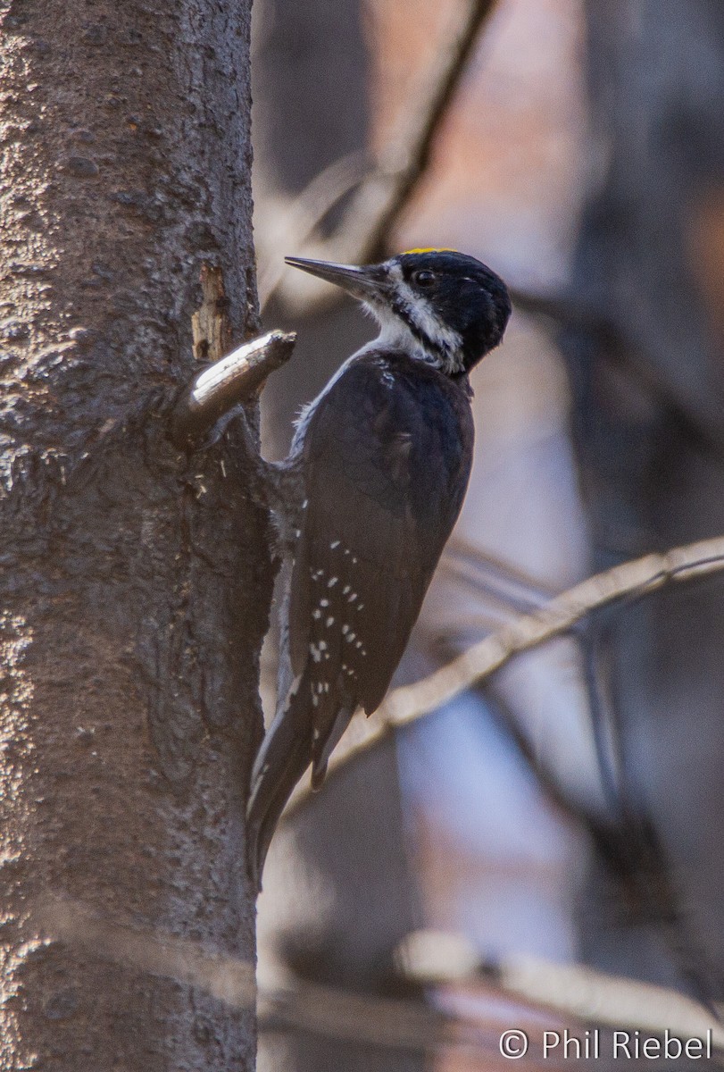 Black-backed Woodpecker - ML260906001