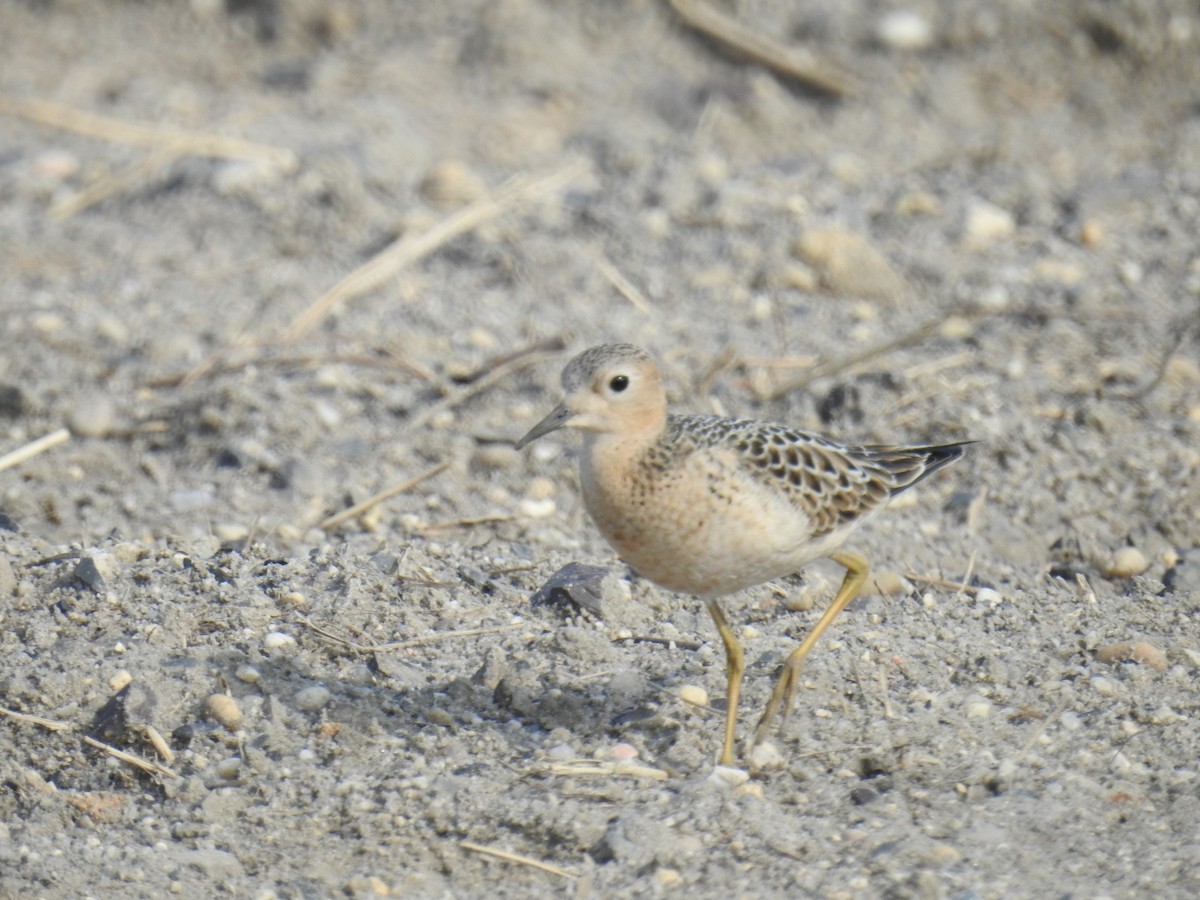 Buff-breasted Sandpiper - ML260906161