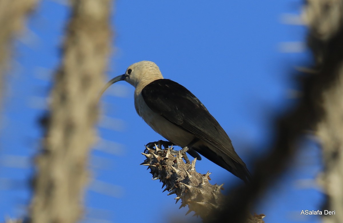 Sickle-billed Vanga - ML260906941