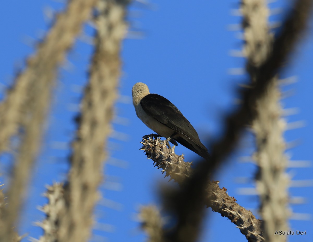 Sickle-billed Vanga - Fanis Theofanopoulos (ASalafa Deri)