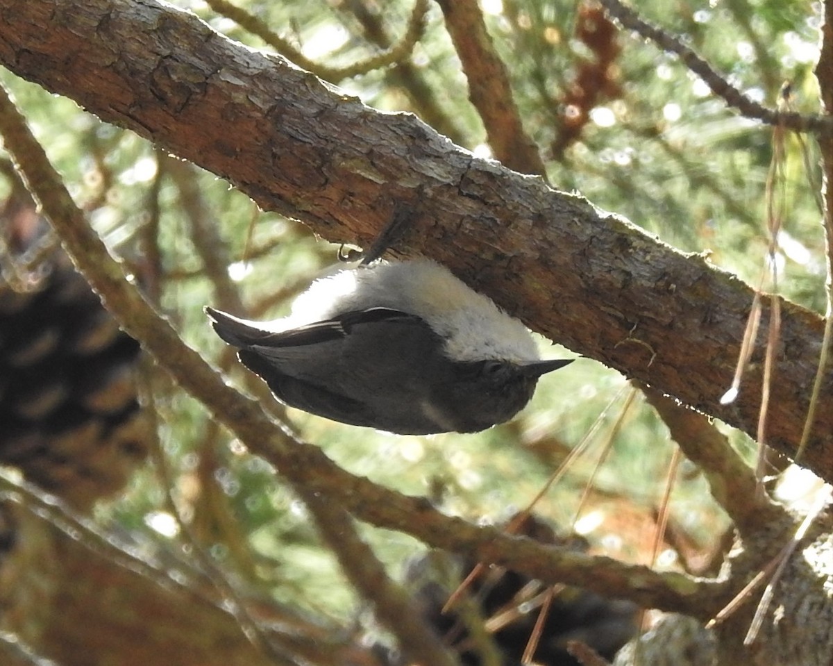 Pygmy Nuthatch - Mary Muchowski