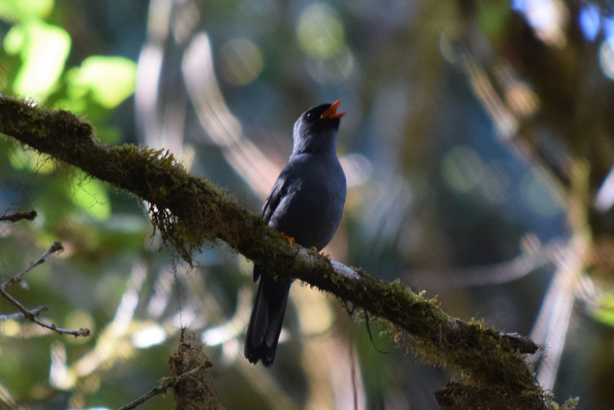 Black-faced Solitaire - ML26090891