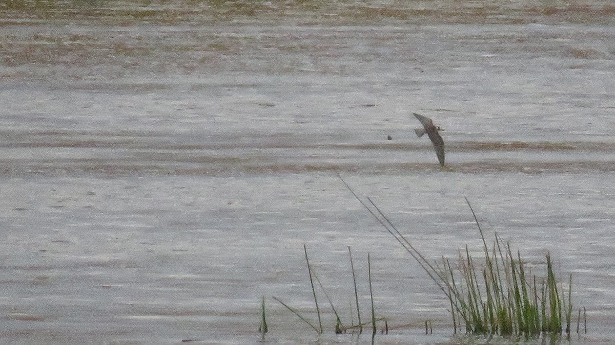 Black Tern - ML260909611