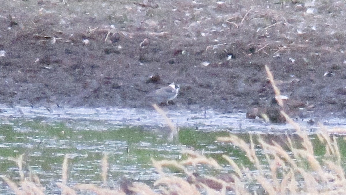 Black Tern - ML260909651