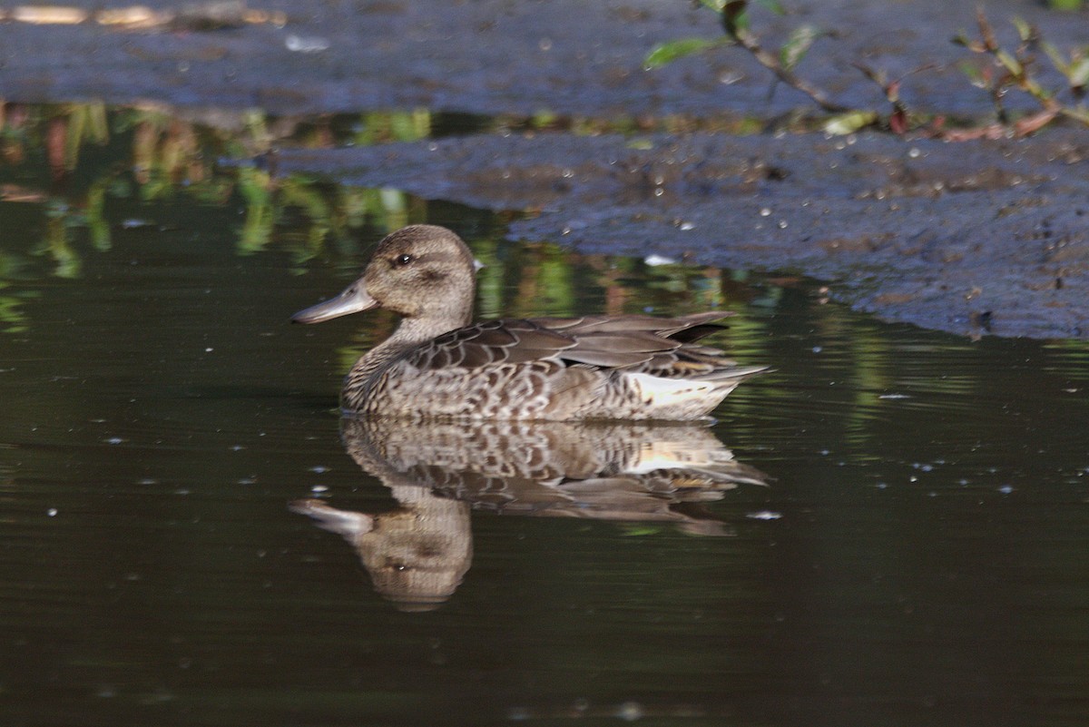 Green-winged Teal - Kevin Krebs