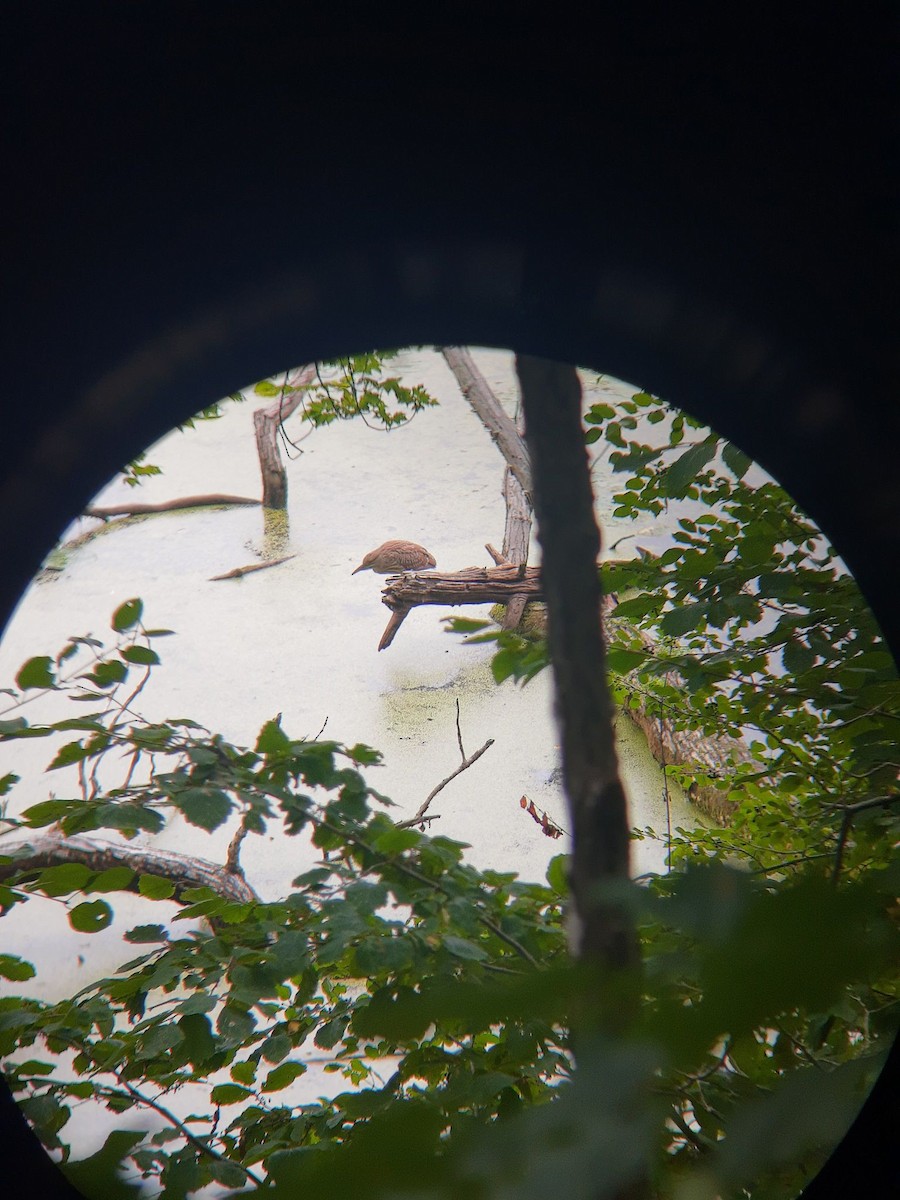 Black-crowned Night Heron - ML260912411