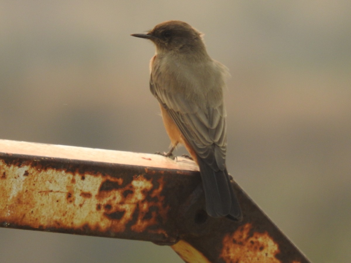 Say's Phoebe - Kimball Garrett