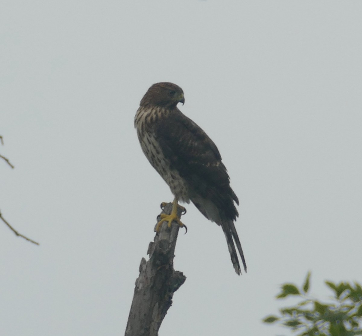 Cooper's Hawk - ML260913401