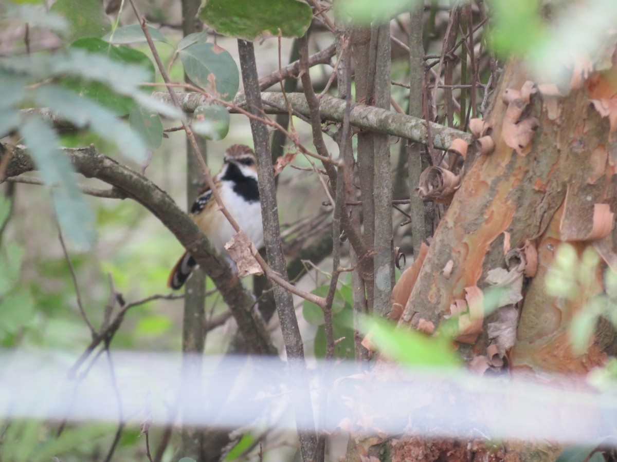 Stripe-backed Antbird - adriana centeno