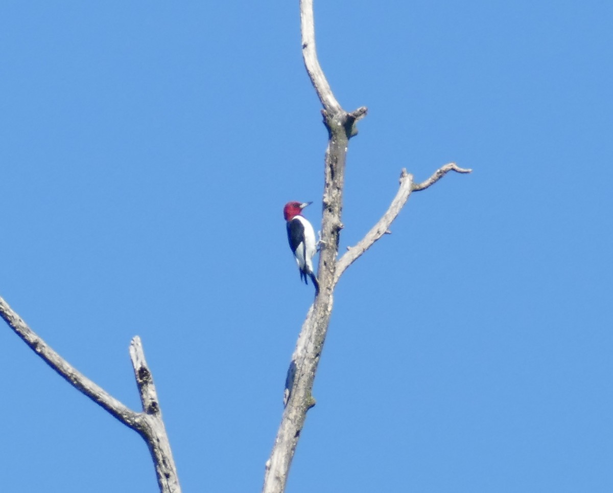 Red-headed Woodpecker - ML260913801