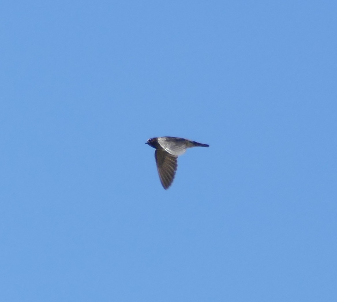 Cliff Swallow - ML260913821