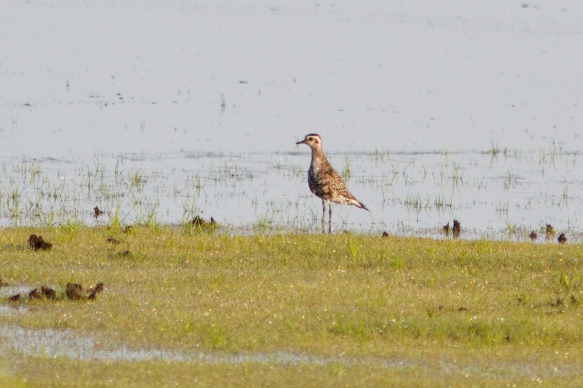 American Golden-Plover - ML260915411