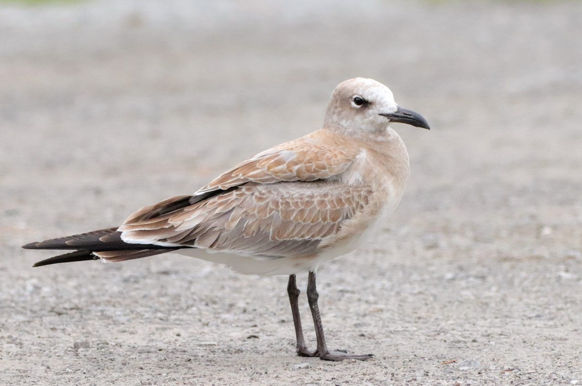 Laughing Gull - Lisa Bacon