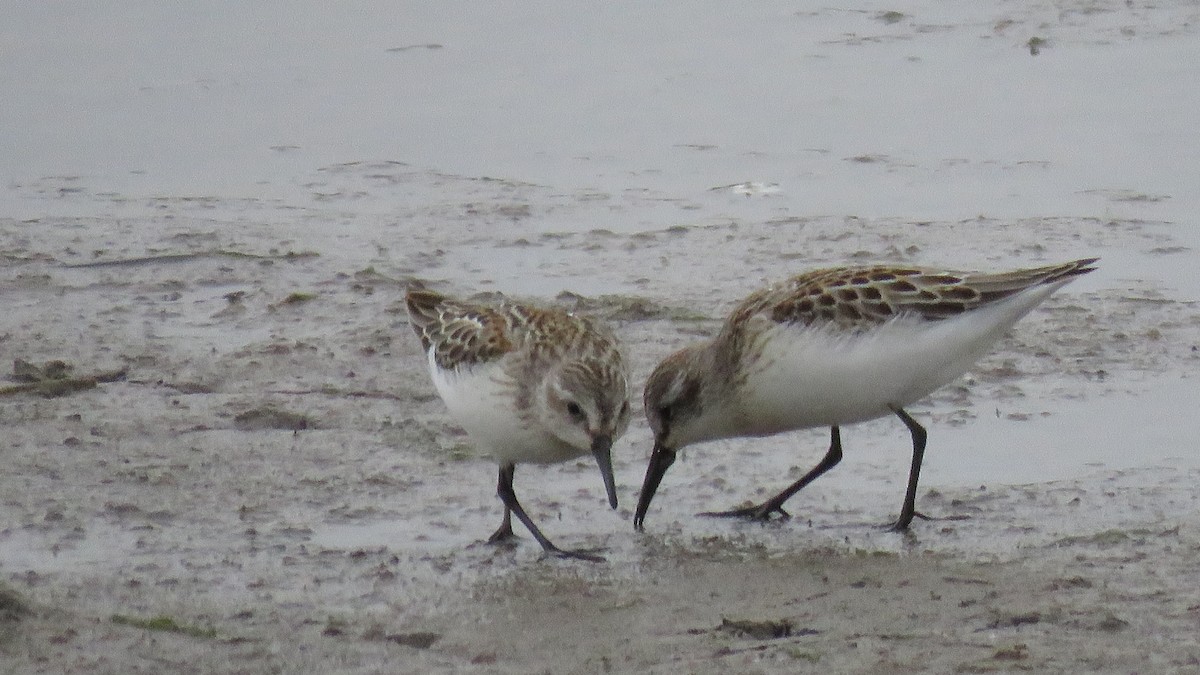 Western Sandpiper - Curtis Mahon