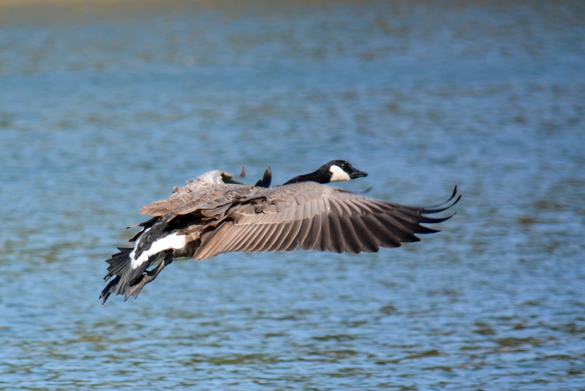 Canada Goose - ML260917141