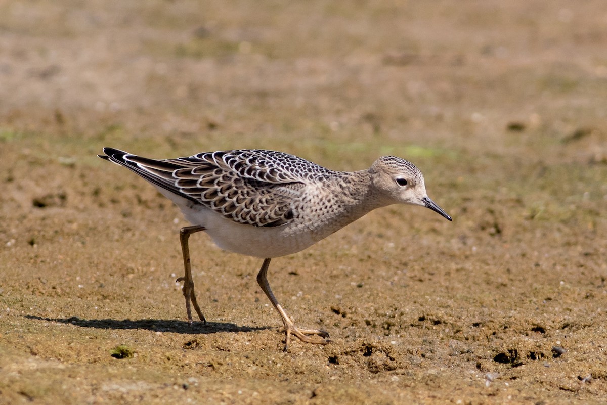 Buff-breasted Sandpiper - ML260917271