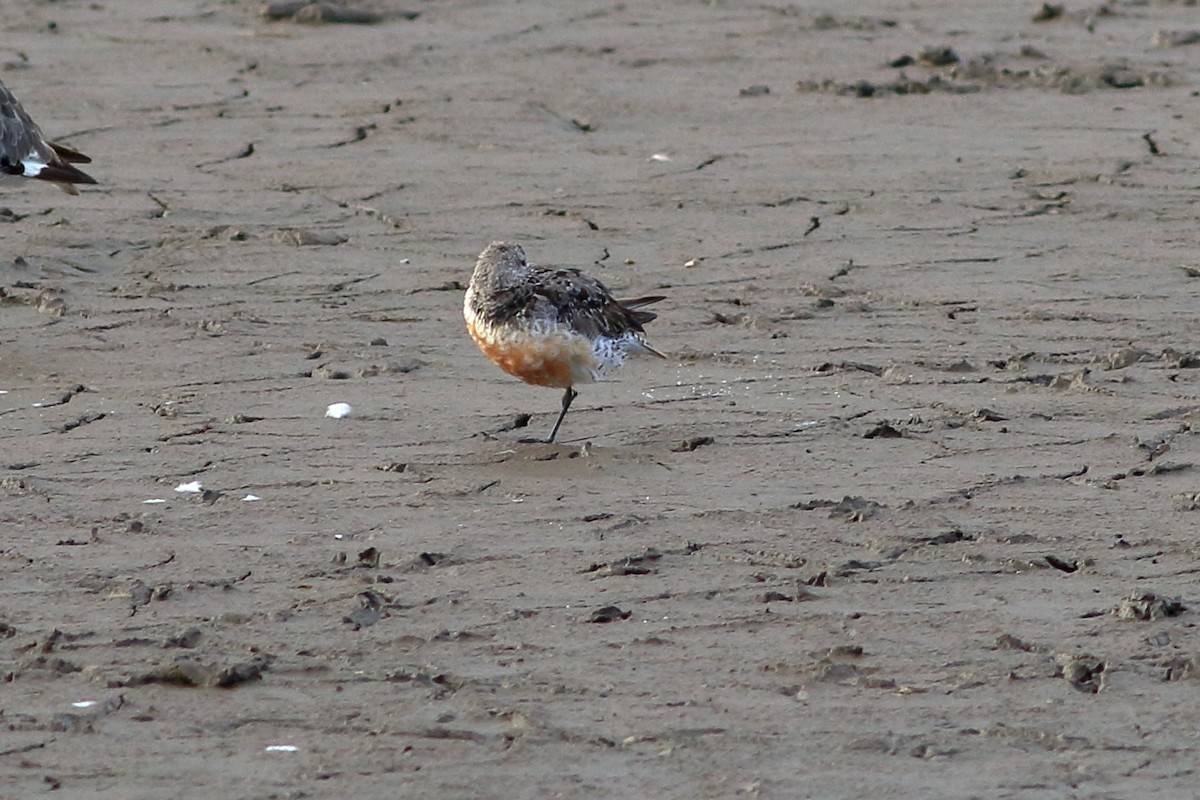 Red Knot - ML260919901